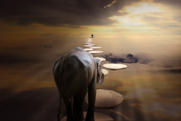 Start business success concept : Elephant walk cross over the clouds