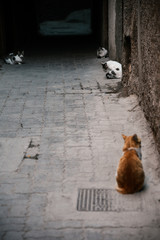 Cats in Marrakesh Morocco 