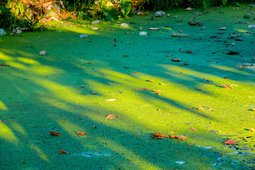 green duckweed over Water in the canal made barrier of oxygen cause dirty water