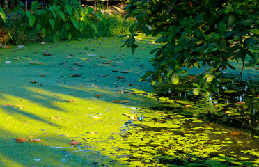 green duckweed over Water in the canal made barrier of oxygen cause dirty water