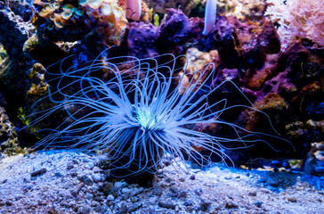 Sea anemone and coral reefs in a large aquarium