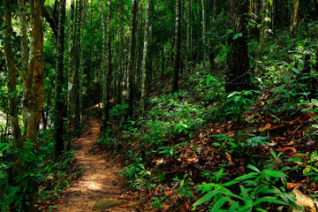 Tree with small walk path in the forest