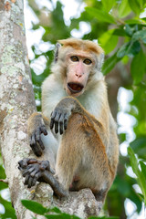 Toque Macaque (Macaca sinica), Yala National Park, Sri Lanka