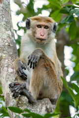 Toque Macaque (Macaca sinica), Yala National Park, Sri Lanka