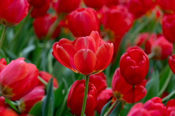 Nature of Red tulips flower represent a lot of love.