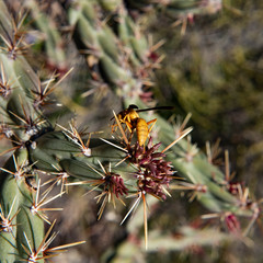 Yellow Wasp on Cholla Cactus, Second Water Trail, Superstition Mountains, Arizona