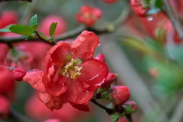 Red Flowering Quince with rain drop