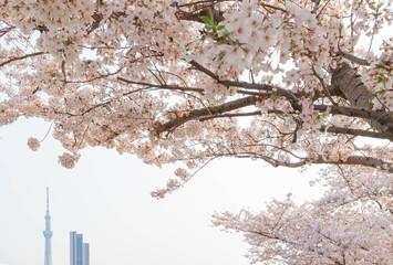 桜と東京スカイツリー