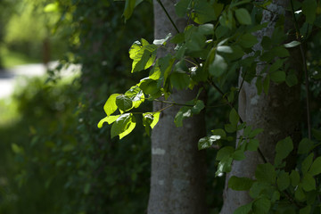 Young leaves on the branches of trees in the rays of the sun in a city park in the spring afternoon