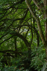 Nice view natural green rainforest