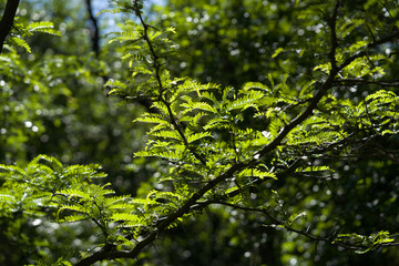 Fototapeta premium Young leaves on the branches of trees in the rays of the sun in a city park in the spring afternoon