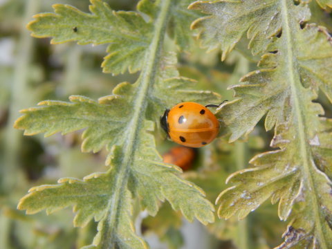 Ladybug on Plant - Coccinella septempunctata