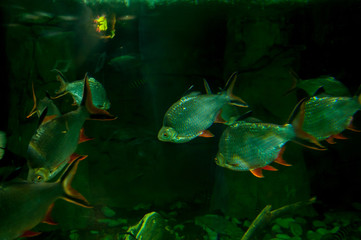 Fototapeta na wymiar Fish Red-tailed barb (Barbonymus altus) in a large aquarium