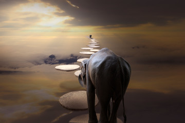 To the paradise : Elephant walk cross over the clouds