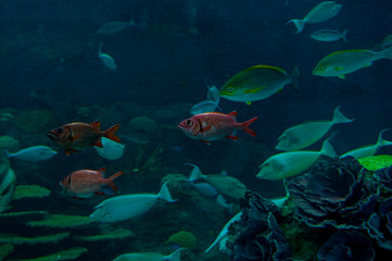 Colorful fish swim in a large aquarium