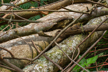 Stacked timber woods on the ground