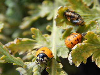 Ladybug and ladybug pupae on green Plant - Coccinella septempunctata
