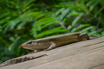 Ground skink lizard close-up picture