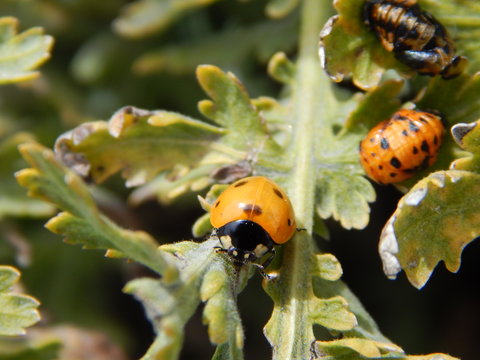 Ladybug and ladybug pupae on green Plant - Coccinella septempunctata