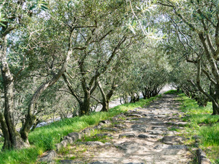 小豆島 オリーブ園