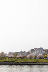 Fototapeta na wymiar 桜と住宅街