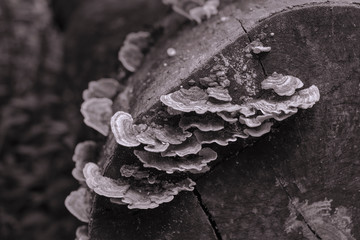 Tree fungus growth at the rotten tree trunk in black and white picture