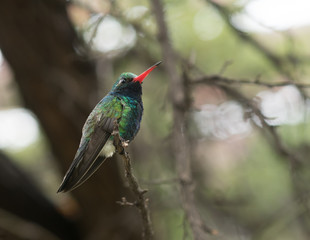 Broad-billed Hummingbird (Cynanthus latirostris) sitting on a branch