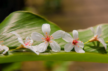Fototapeta premium Beautiful White flowers blooming （tung tree flower） 