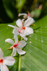 Fototapeta premium Beautiful White flowers blooming （tung tree flower） 