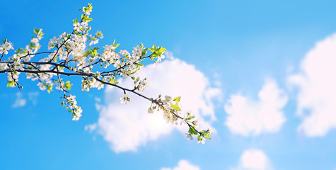 beautiful gentle landscape with young flowering tree. cherry flower on outdoor, against blue sky. spring season background. banner, copy space
