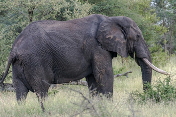 Naklejka na ściany i meble african elephant in the wilderness 