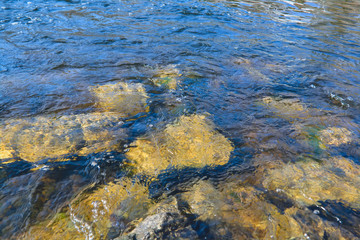 Water streams of a mountain river washing stones covered with colored moss.