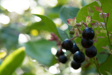 Salal berry