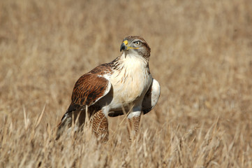 Obraz premium Ferruginous Hawk