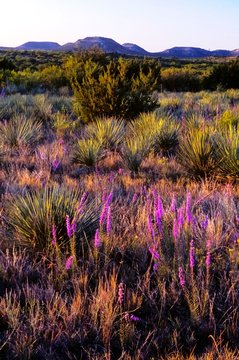 Gayfeather And Kickapoo Hills
