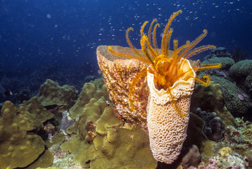 Gplden Crinoid In Sponge