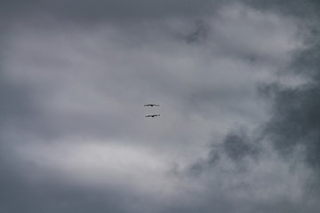 Eagle fly over the snow Mount Everest,sichuan,china.
