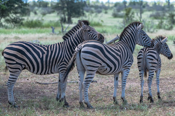 Fototapeta na wymiar zebras in the wilderness