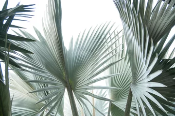 Fototapeten Grünes Blatt der Palme lokalisiert auf weißem Hintergrund. © oatautta