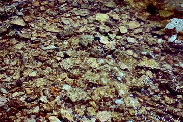 background texture rocky bottom of the sea under water