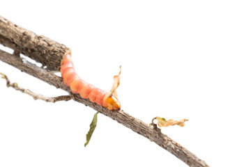 Red Zeuzera coffeae or moths stem borer destroy tree on woman hands's farmer which agriculture...