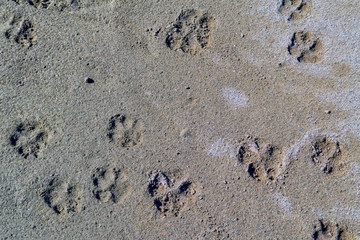 Dog tracks prints on the sandy beach.