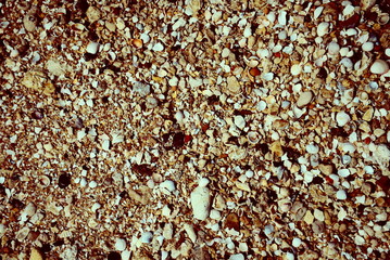 background texture sea sand with shells and small stones
