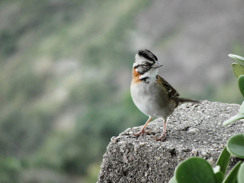 Brazillian birds