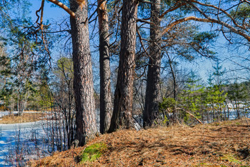 Obraz premium Spring forest landscape on a sunny day