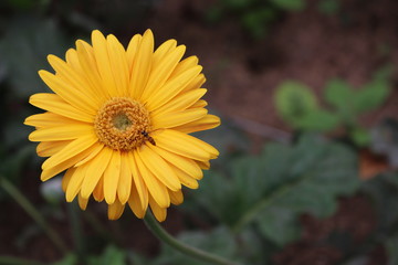 yellow flower