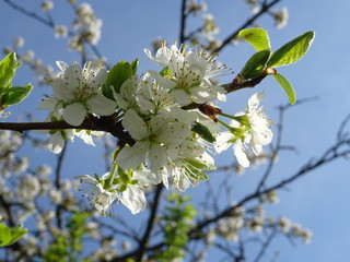 weisse Blüten, Kirschblüten am Baum