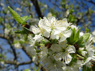 weisse Blüten, Kirschblüten am Baum