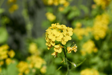 菜の花・アップ２