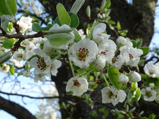 weisse Blüten, Kirschblüten am Baum